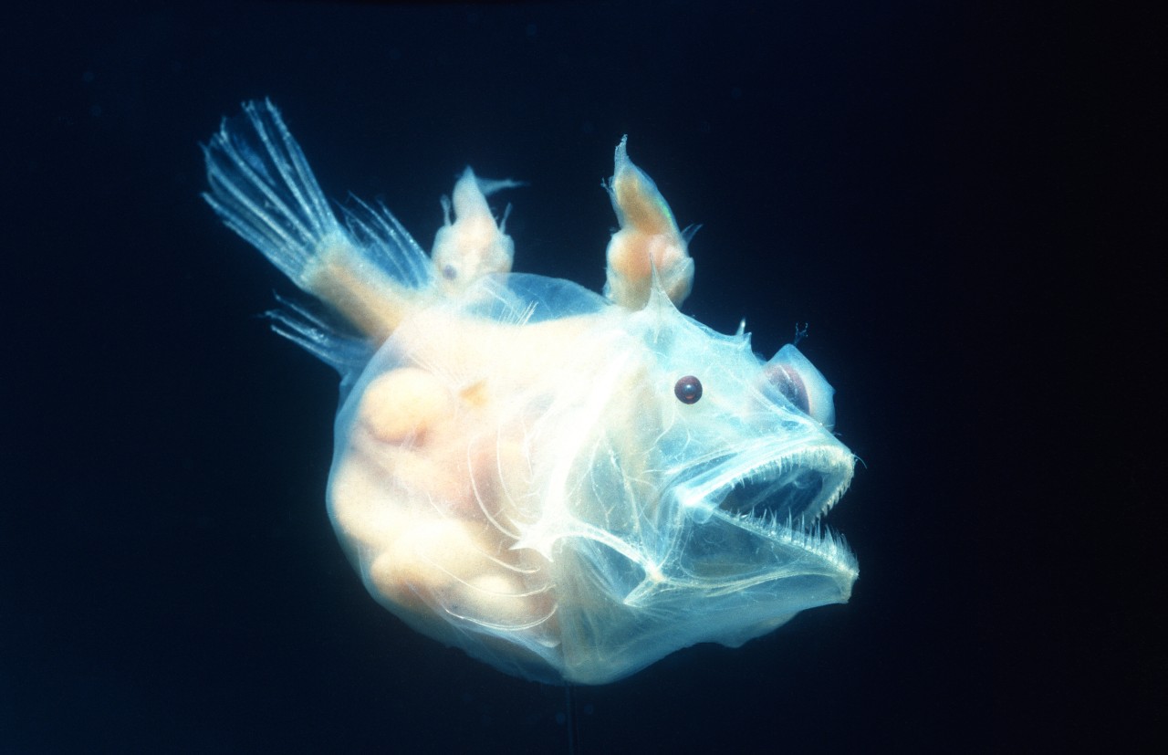 Ghostly white female angler fish with two smaller males attached