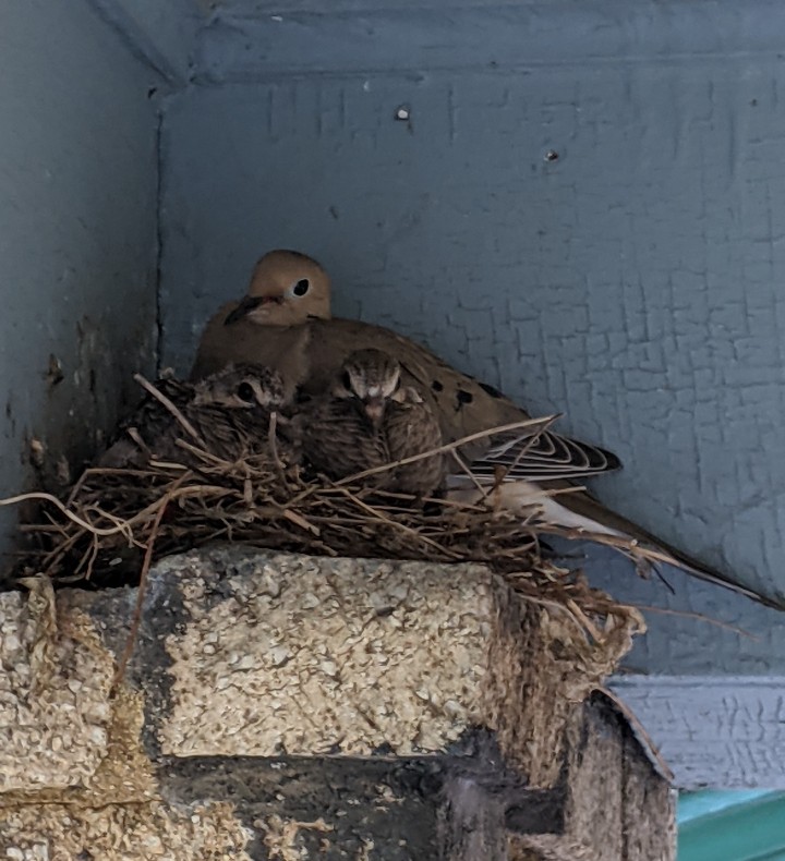 An adult and two baby birds are in the nest that I was certain would never get built. But they kept trying, demonstrating the power of persistence.
